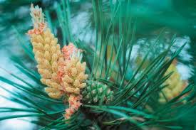 Attēlu rezultāti vaicājumam “Pinus sylvestris female flower”