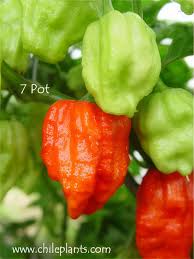 Afbeeldingsresultaat voor 7 pot hot pepper