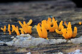 Attēlu rezultāti vaicājumam “Calocera cornea”