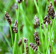 Attēlu rezultāti vaicājumam “Eleocharis uniglumis fruit”