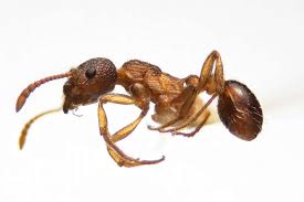 Attēlu rezultāti vaicājumam “Myrmica rubra”
