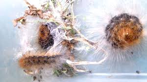 Attēlu rezultāti vaicājumam “Arctia caja larva”