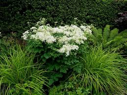 Attēlu rezultāti vaicājumam “Thalictrum aquilegifolium bud”