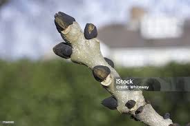 Attēlu rezultāti vaicājumam “Fraxinus excelsior bud”