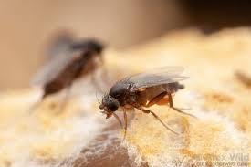 Attēlu rezultāti vaicājumam “Phoridae”