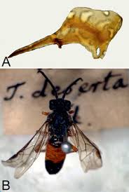 Attēlu rezultāti vaicājumam “Euura brevicornis”