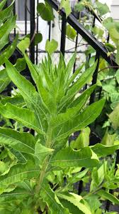 Attēlu rezultāti vaicājumam “Oenothera biennis leaf”