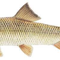 Image result for Moxostoma macrolepidotum