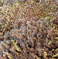 Attēlu rezultāti vaicājumam “Syntrichia ruralis var. ruralis sporophyte”