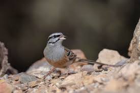 Image result for Emberiza cia