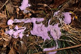 Attēlu rezultāti vaicājumam “Fuligo leviderma”