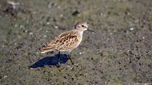 Image result for Calidris minutilla