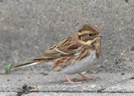 Image result for Emberiza rustica
