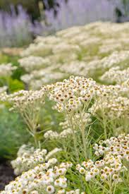 Attēlu rezultāti vaicājumam “Anaphalis margaritacea”