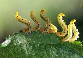 Attēlu rezultāti vaicājumam “Yponomeuta evonymella larva”