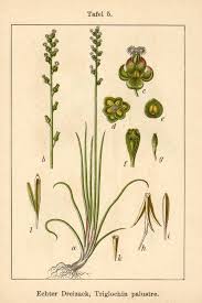 Attēlu rezultāti vaicājumam “Triglochin palustre”