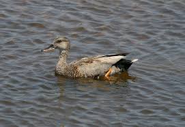 Attēlu rezultāti vaicājumam “Anas strepera”