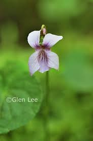 Attēlu rezultāti vaicājumam “Viola palustris”