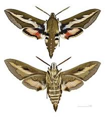 Attēlu rezultāti vaicājumam “Hyles gallii imago”