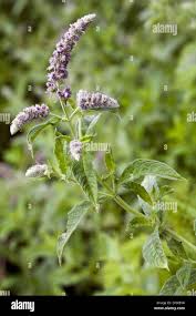 Attēlu rezultāti vaicājumam “Mentha longifolia flower”