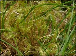 Attēlu rezultāti vaicājumam “Rhytidiadelphus squarrosus”