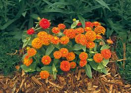 Image result for Zinnia elegans