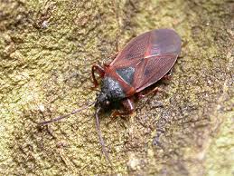 Attēlu rezultāti vaicājumam “Gastrodes grossipes”