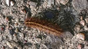 Attēlu rezultāti vaicājumam “Euthrix potatoria larva”