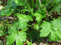 Attēlu rezultāti vaicājumam “Ranunculus lanuginosus”