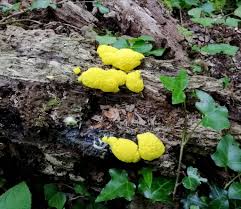 Attēlu rezultāti vaicājumam “Lycogala cf. oleocrystalliferum spores”