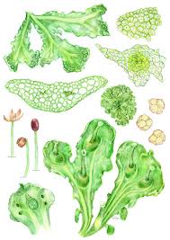 Attēlu rezultāti vaicājumam “Blasia pusilla”