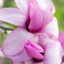 Attēlu rezultāti vaicājumam “Magnolia acuminata flower”