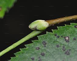Attēlu rezultāti vaicājumam “Tilia platyphyllos subsp. cordifolia leaf”