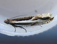 Attēlu rezultāti vaicājumam “Ancylis apicella”