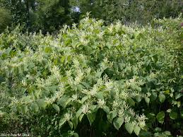 Attēlu rezultāti vaicājumam “Reynoutria japonica”