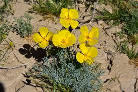 Attēlu rezultāti vaicājumam “Eschscholzia californica”