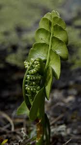 Attēlu rezultāti vaicājumam “Botrychium lunaria”