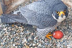 Attēlu rezultāti vaicājumam “Maculinea alcon eggs”