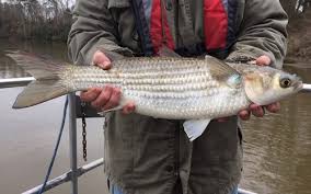 Image result for Pseudomyxus capensis