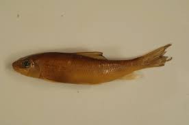 Image result for Moxostoma duquesnei