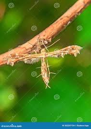 Attēlu rezultāti vaicājumam “Cnaemidophorus rhododactyla”