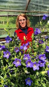 Image result for Marienglockenblumen