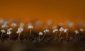 Attēlu rezultāti vaicājumam “Physarum confertum macro”