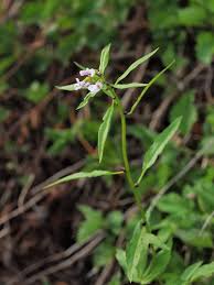 Attēlu rezultāti vaicājumam “Cardamine bulbifera”