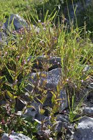 Attēlu rezultāti vaicājumam “Epilobium montanum”