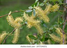 Attēlu rezultāti vaicājumam “Salix triandra”