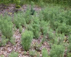 Attēlu rezultāti vaicājumam “Linaria loeselii bud”