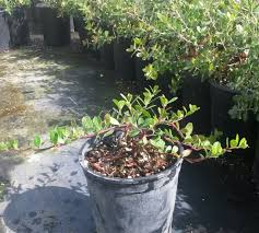 Attēlu rezultāti vaicājumam “Arctostaphylos uva-ursi”