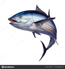 Image result for Katsuwonus pelamis