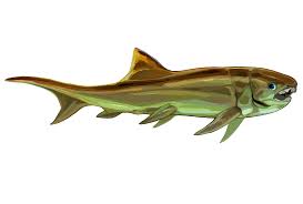 Attēlu rezultāti vaicājumam “Placodermi”